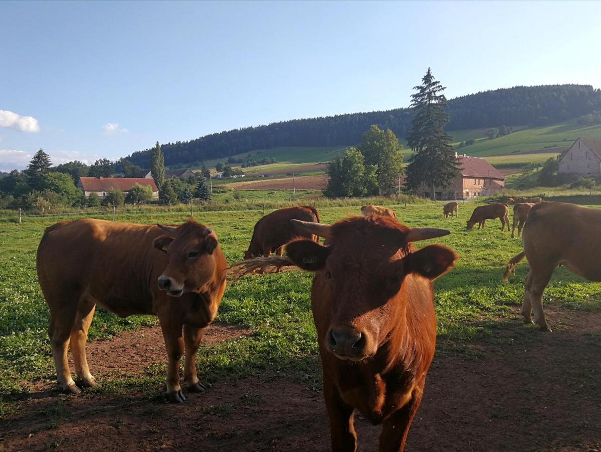 Agroturystyka U Kasi Scinawka Gorna Zewnętrze zdjęcie